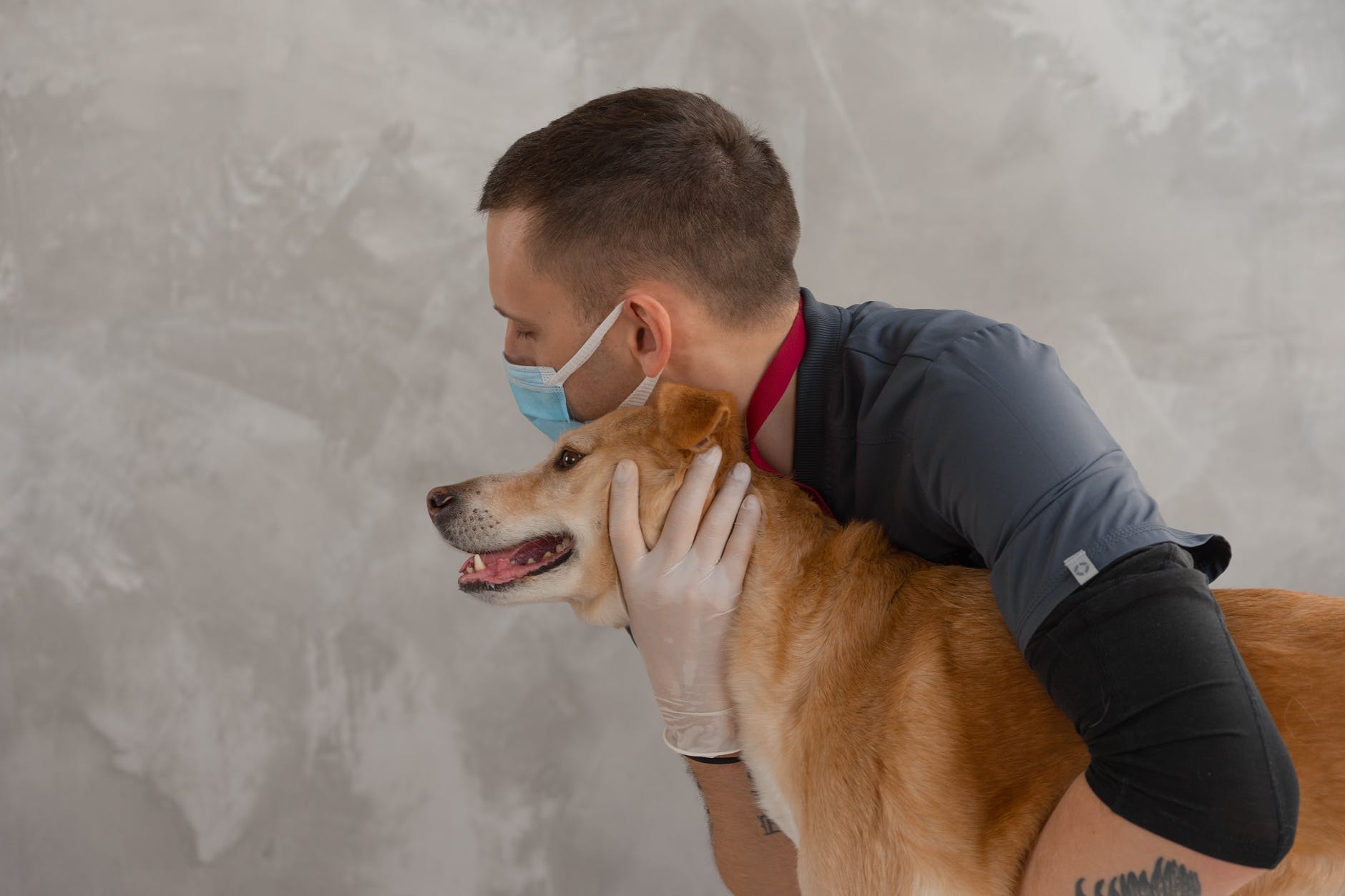 Understanding Animal Chiropractic Care